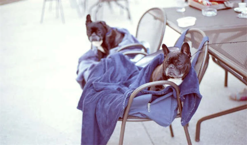 犬の恐怖心克服！社会化期から始める自信をつけるトレーニング5選