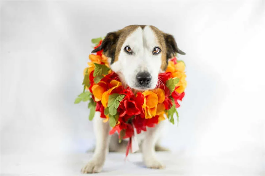 犬ぞりスポーツ「マッシング」の始め方｜初心者向け完全ガイド